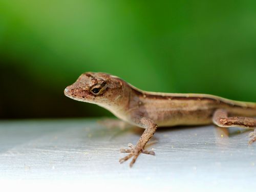 Free Detailed close-up of a Brown Anole lizard resting on a surface, showcasing its intricate patterns. Stock Photo