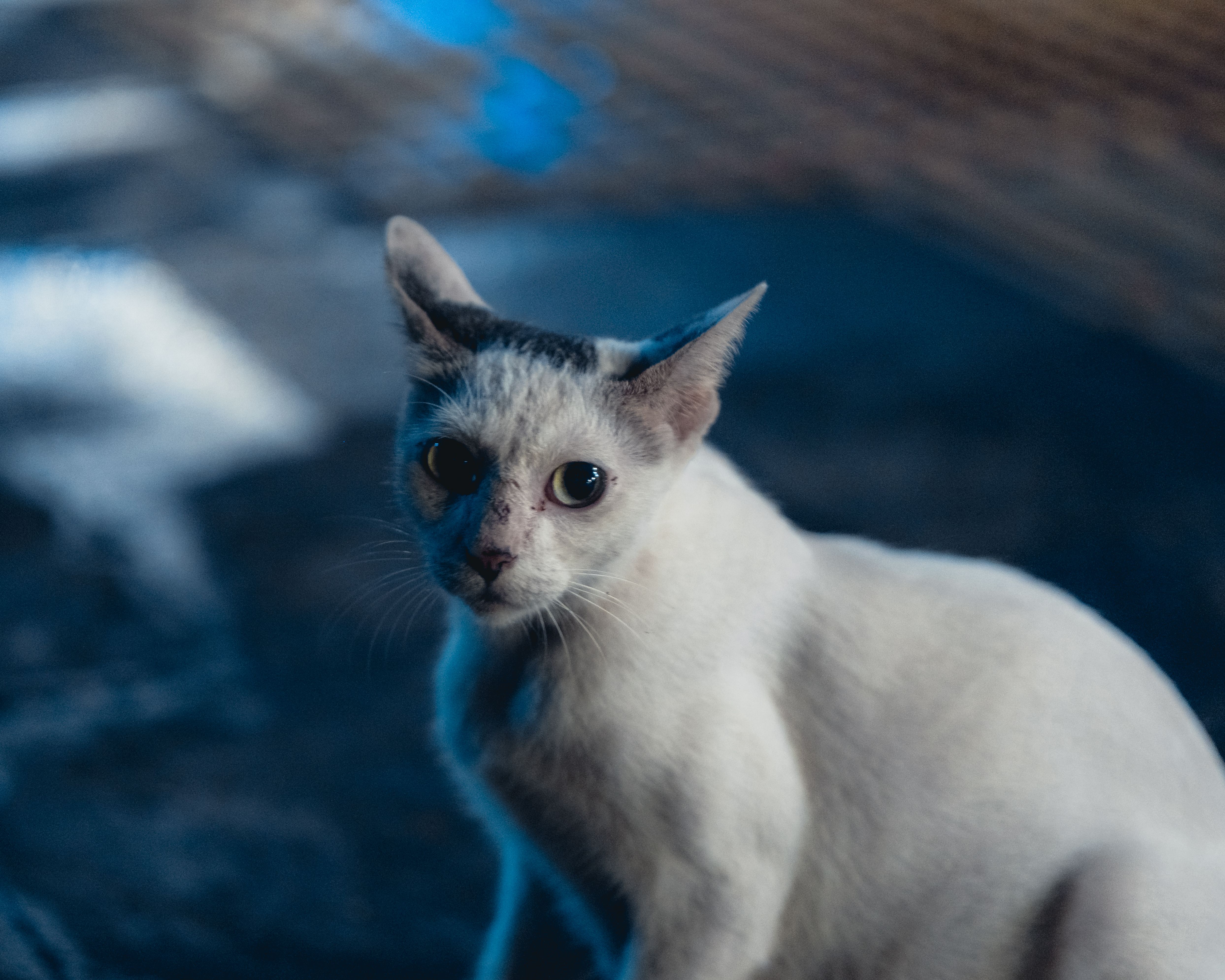 Portrait of a pet at a veterinary clinic