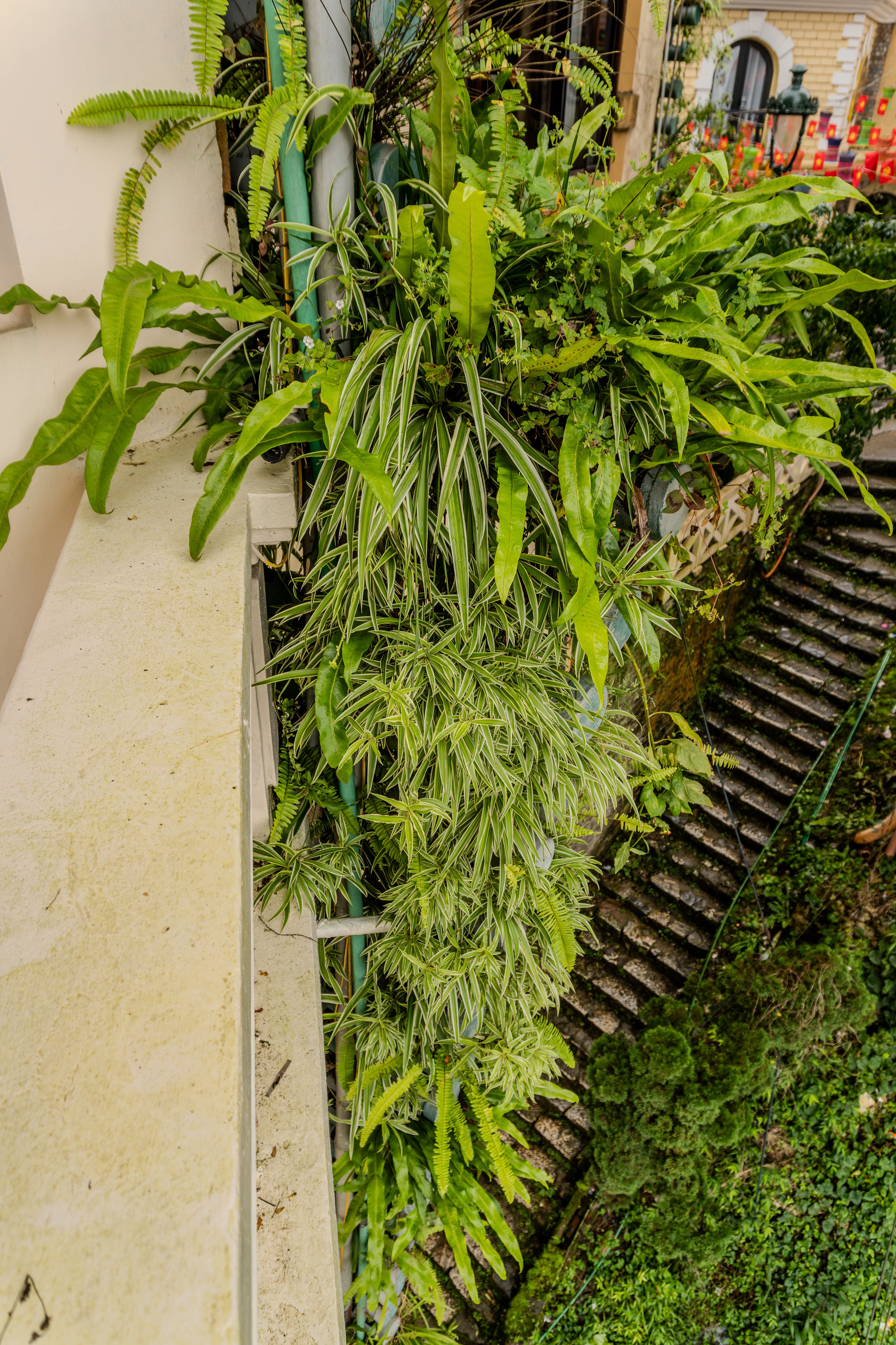 Jardín vertical con heléchos y plantas colgantes junto a escalera de piedra en Jávea