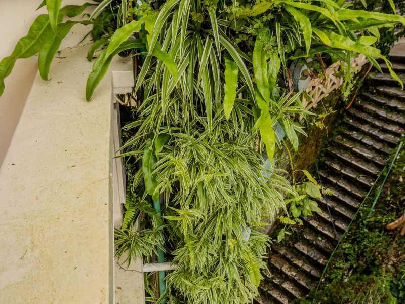 Jardín vertical con heléchos y plantas colgantes junto a escalera de piedra en Jávea