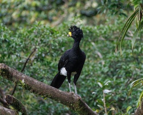 Free A striking Great Curassow perched on a branch with lush green jungle backdrop. Stock Photo