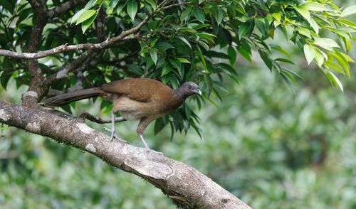 Free A brown bird peacefully perched on a tree branch, surrounded by vibrant green leaves in a natural setting. Stock Photo