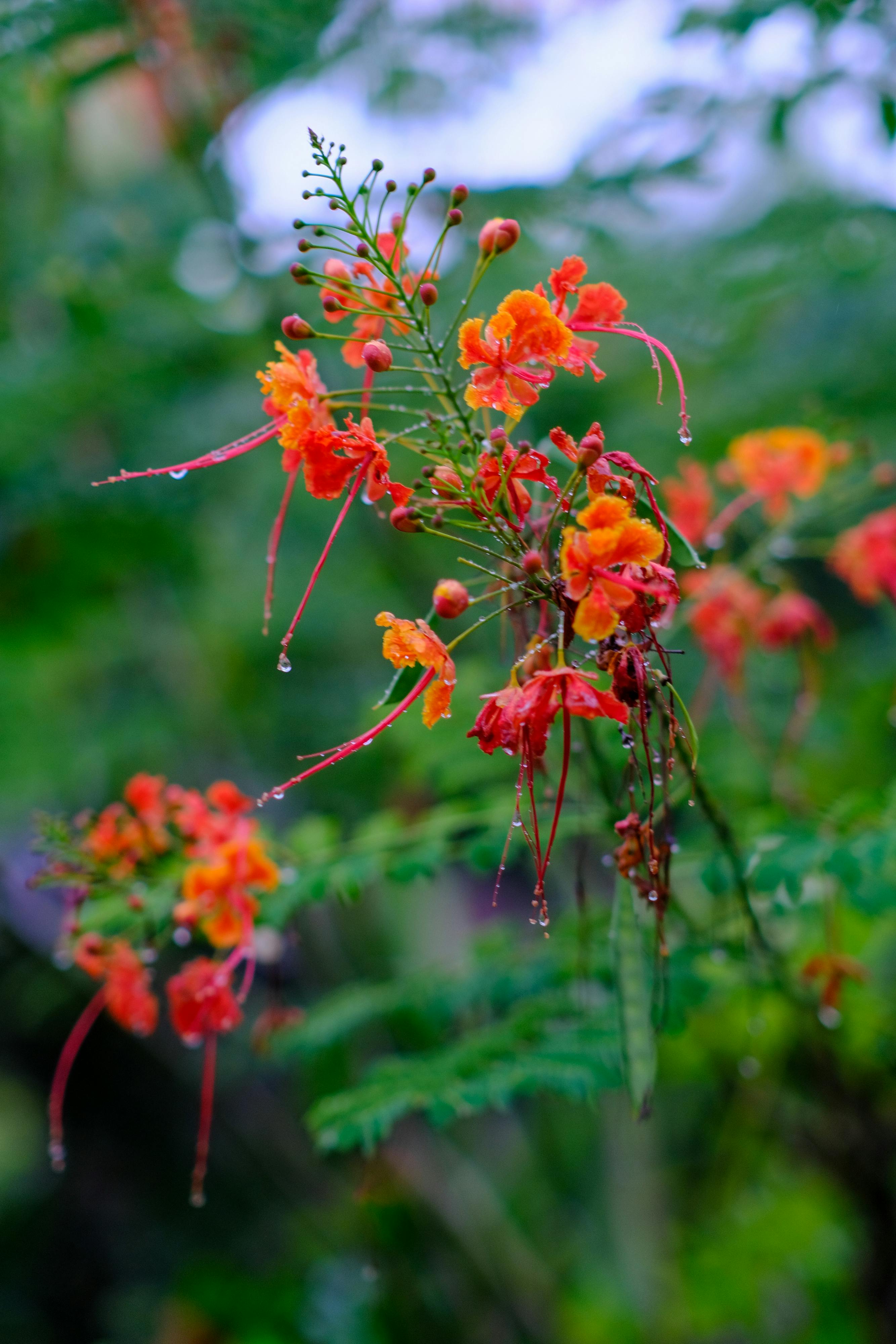 Truyện chàng Hoichi cụt tai 492 – thu vien, van hoc, van hoc nhat ban, tuy but, hirai teiichi, chuyen chang hoichi cut tai, chuyen chang hochi cut tay.