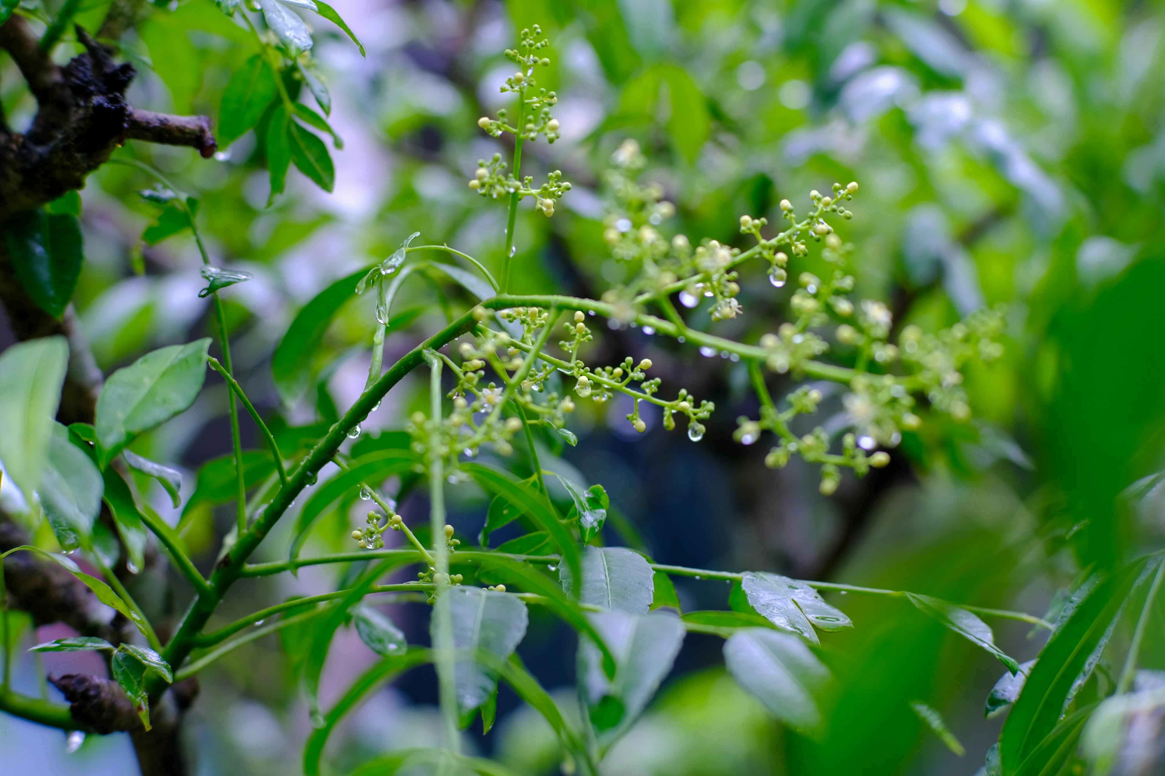 Thám tử lừng danh Conan | Chương 0918 685 – manga, gosho aoyama, case closed, tham tu lung danh conan, conan, detective conan, truyen tranh, trinh tham, pha an, trinh tham, kinh di, truyen conan, doc truyen conan, tham tu lung danh conan chuong 0908, tham tu lung danh conan 0908, tham tu lung danh conan 0918.