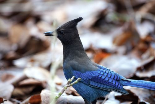 Free Steller's Jay with vibrant blue feathers perched among fallen leaves outdoors. Stock Photo