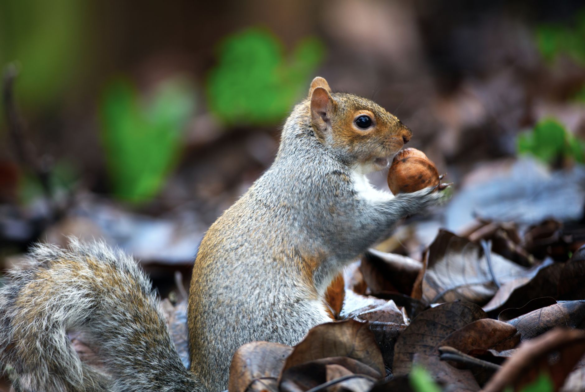 acorns investing review - Close-up of a grey squirrel with a nut in an autumn forest setting.