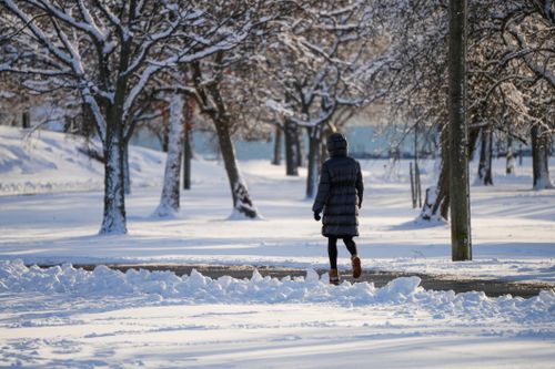 Free Person walking in a park blanketed with snow during winter, surrounded by trees. Stock Photo