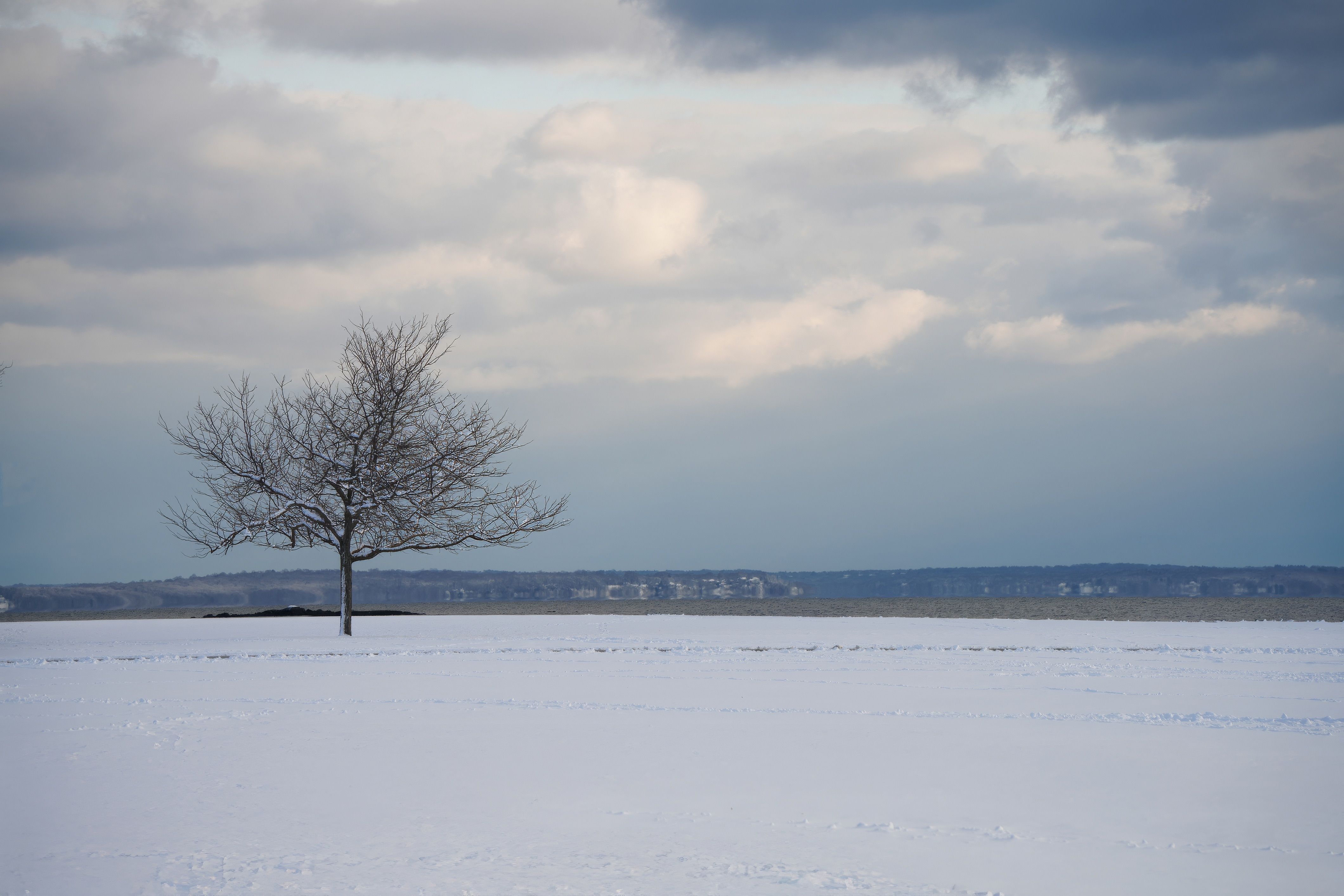 Solitary Tree in Snowy Winter Landscape · Free Stock Photo