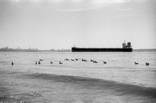 Canada geese float peacefully in Vancouver's waters with a cargo ship in the background.