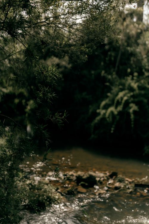 Free A tranquil stream flows through a lush forest with dappled sunlight on the water. Stock Photo