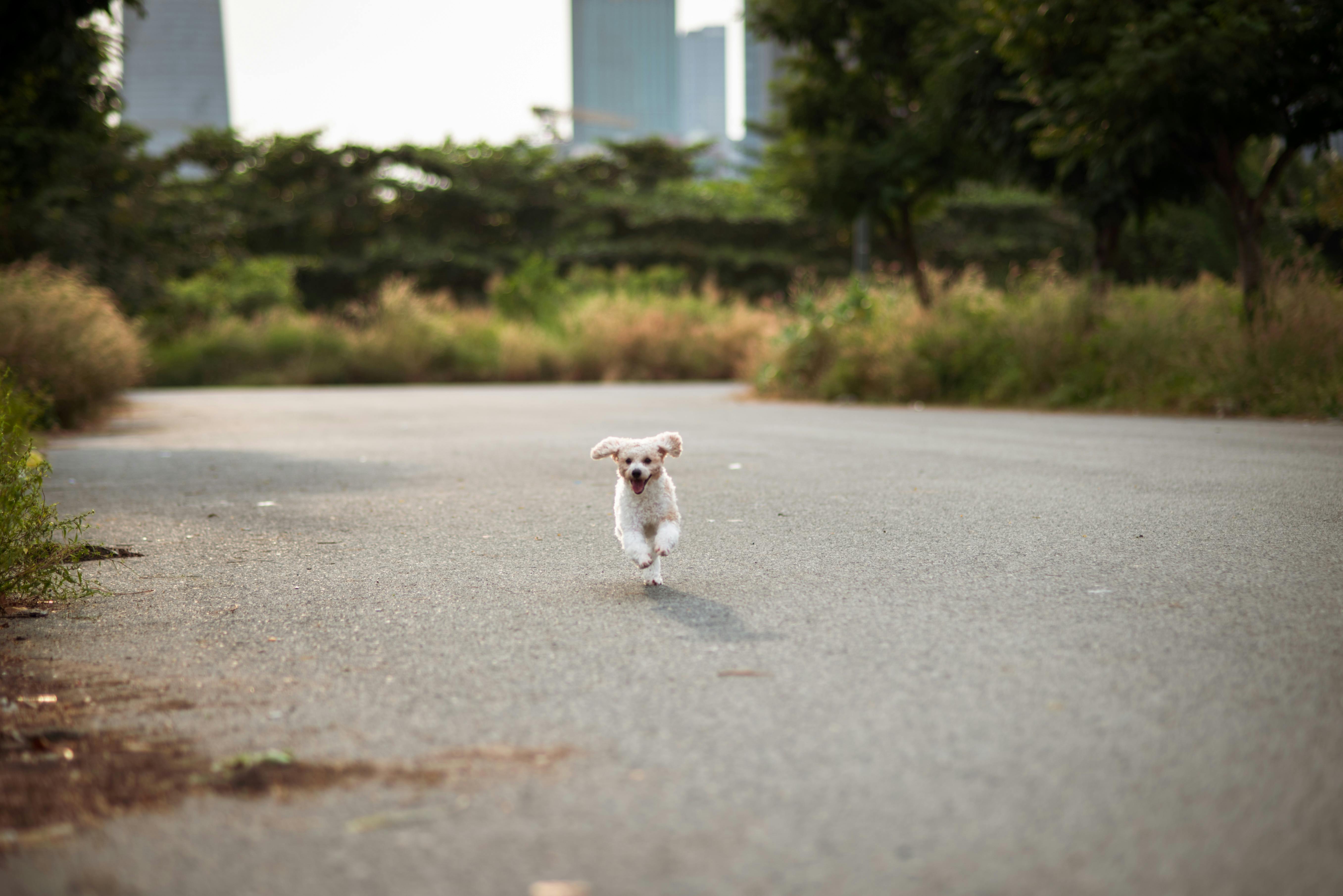 pet technology limited — Photo by Ty Nguyễn on Pexels
