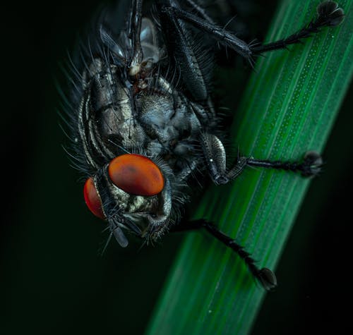 grátis Foto Macro De Black Fly Foto profissional
