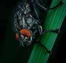 Macro Photo of Black Fly