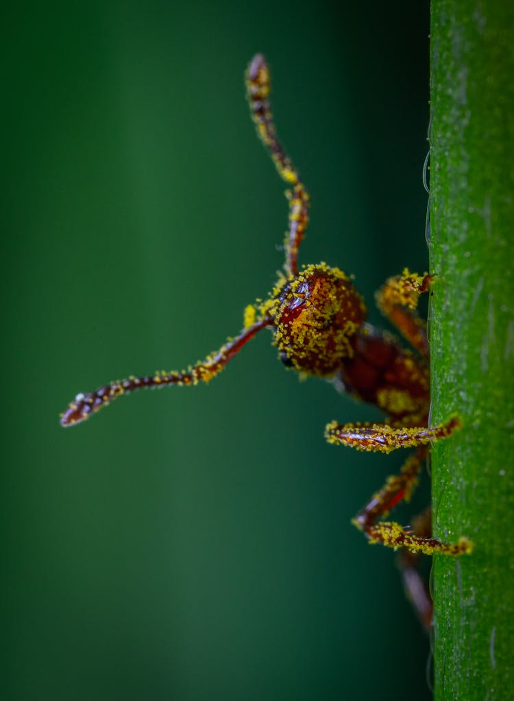 Close-Up Photo Of Red Ant