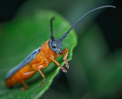 这张特写宏观图像展示了栖息在绿叶上的长角甲虫，其色彩鲜艳，细节复杂