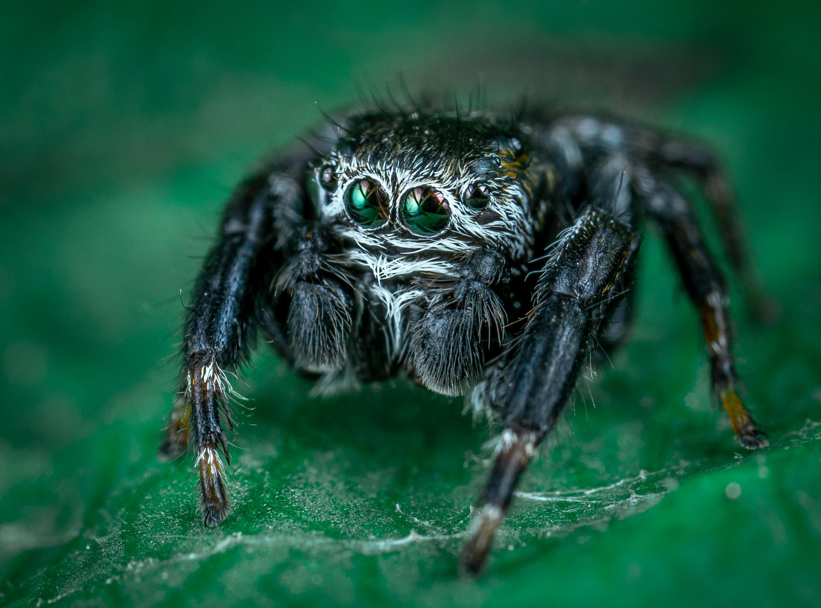 特写镜头捕捉了绿叶上毛茸茸的跳跃蜘蛛，展现了其复杂的细节
