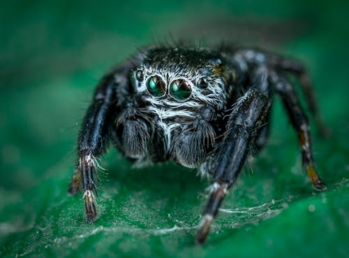 Makrofoto Der Schwarzen Spinne