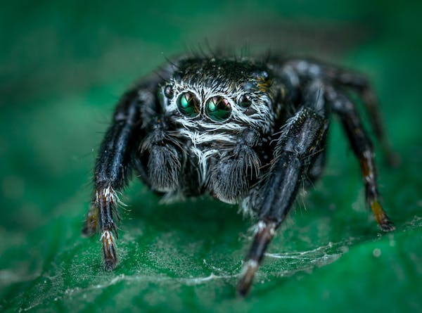 Macro photo of black spider