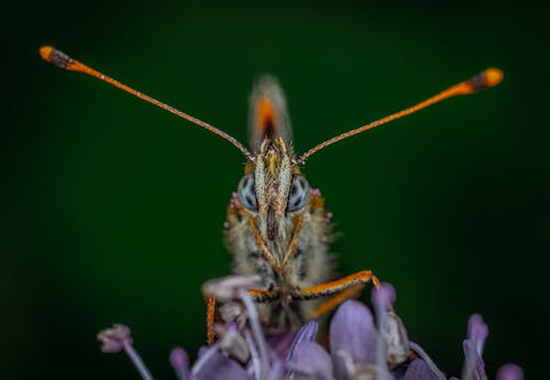 Shallow Focus Photo of Gray and Orange Insect