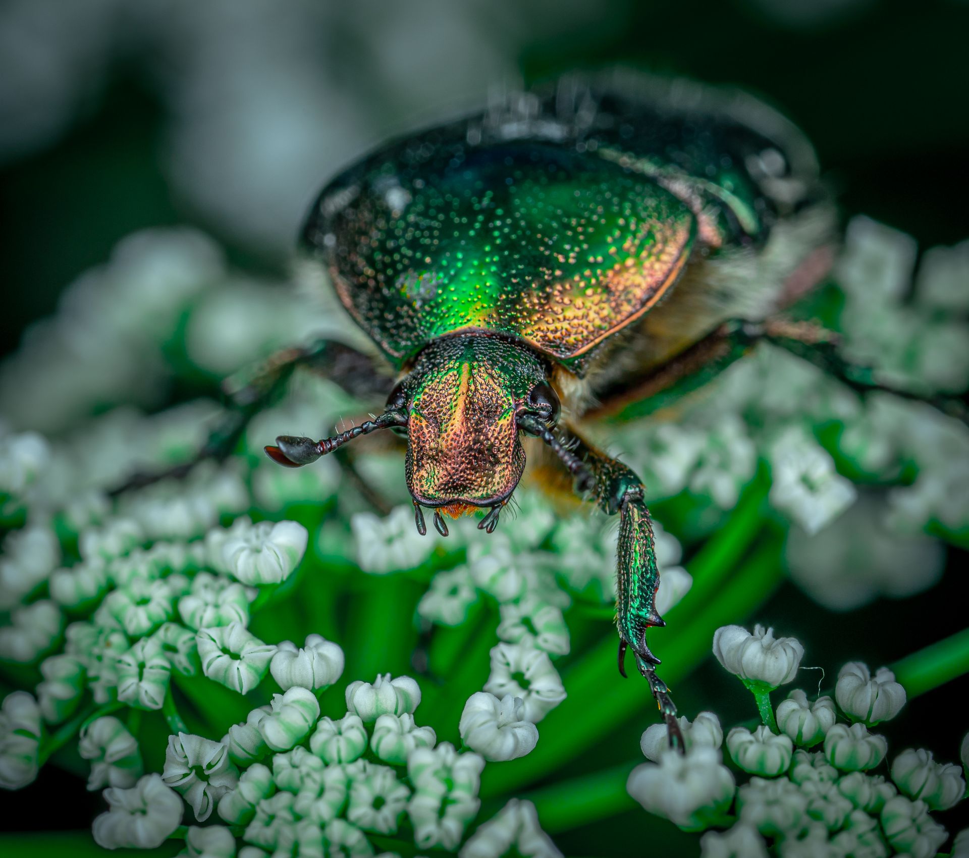 Close-Up Photo of Green Beetle
