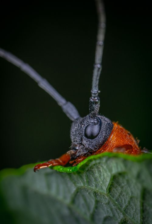 Free Detailed macro of a beetle on a green leaf with vibrant colors. Stock Photo
