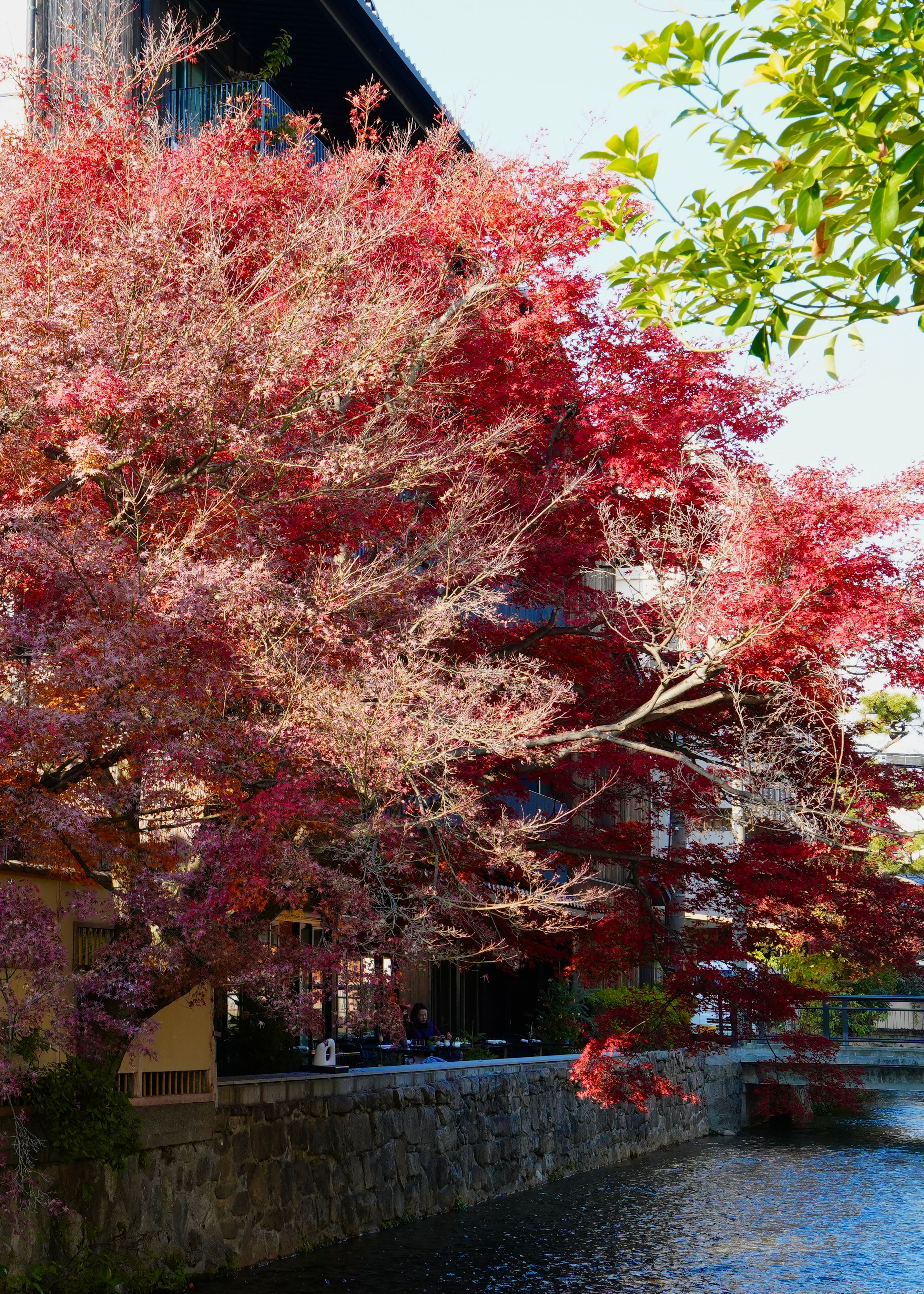 Scenic Japanese Maple Trees in Kyoto During Fall · Free Stock Photo