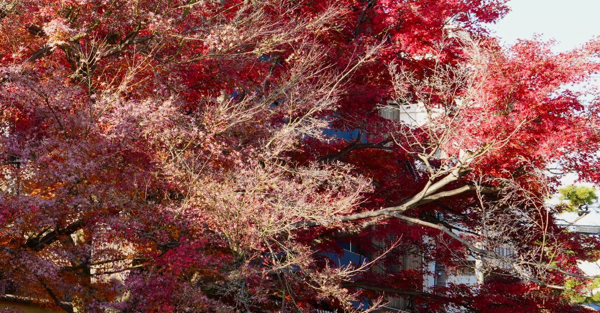 Calico Tree Scenic Japanese Maple Trees in Kyoto During Fall Β· Free Stock Photo