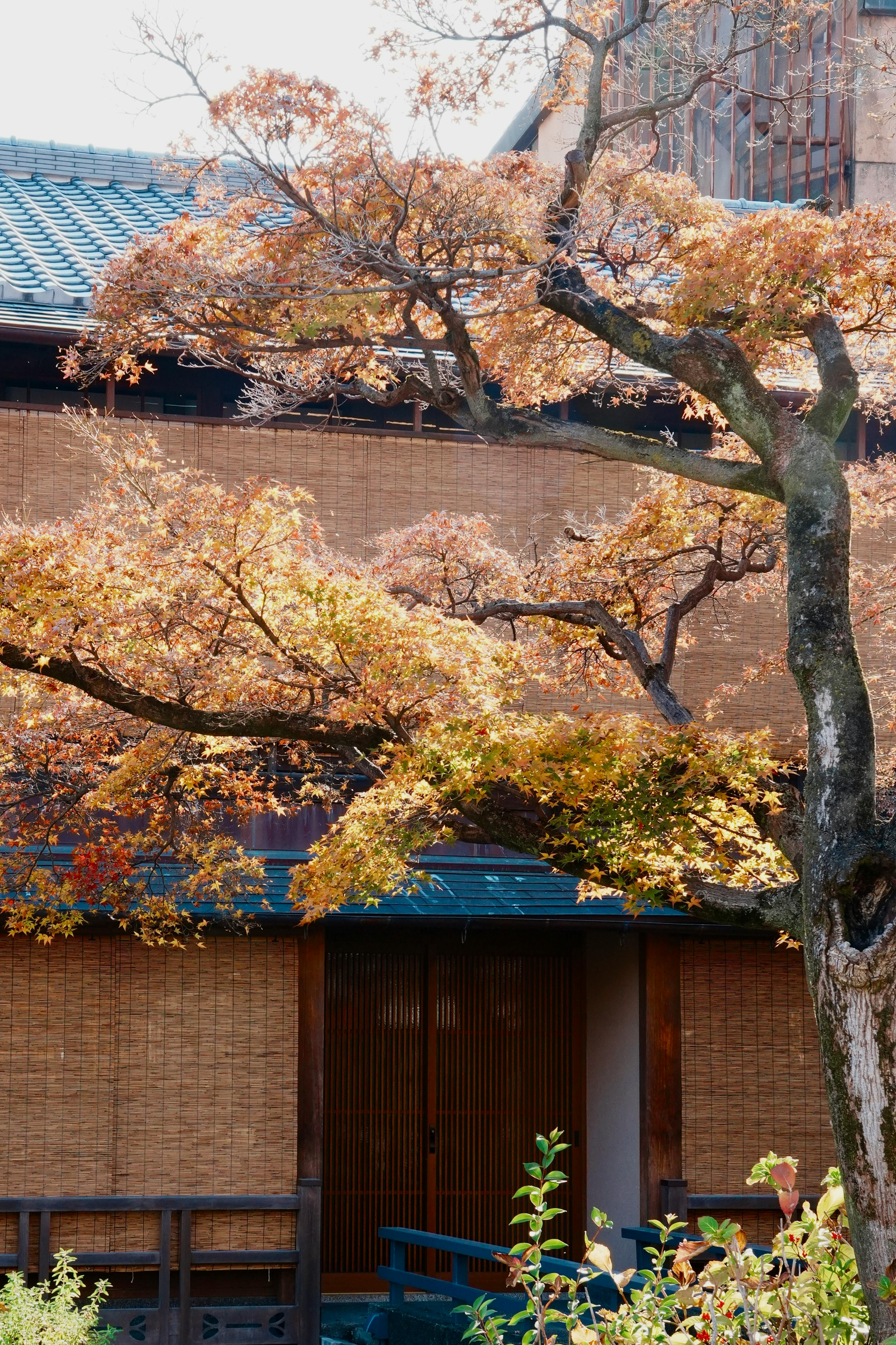 Free stock photo of architecture buildings, autumn, deciduous