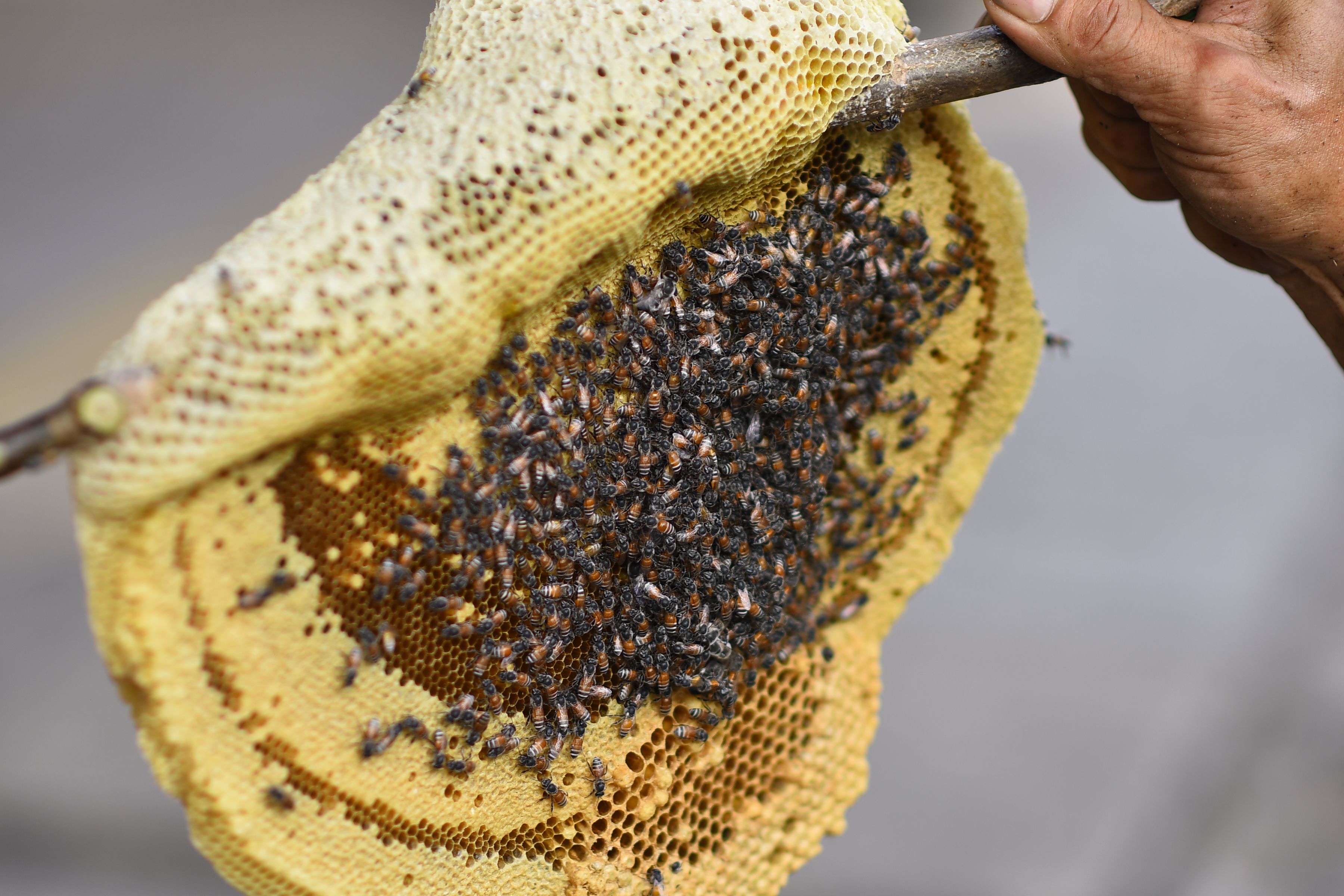 Close-up of Beehive with Swarming Bees in Hand · Free Stock Photo