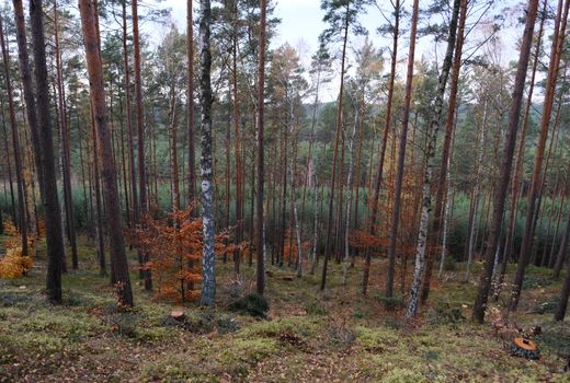 Peaceful autumn forest view with tall trees and vibrant fall foliage.