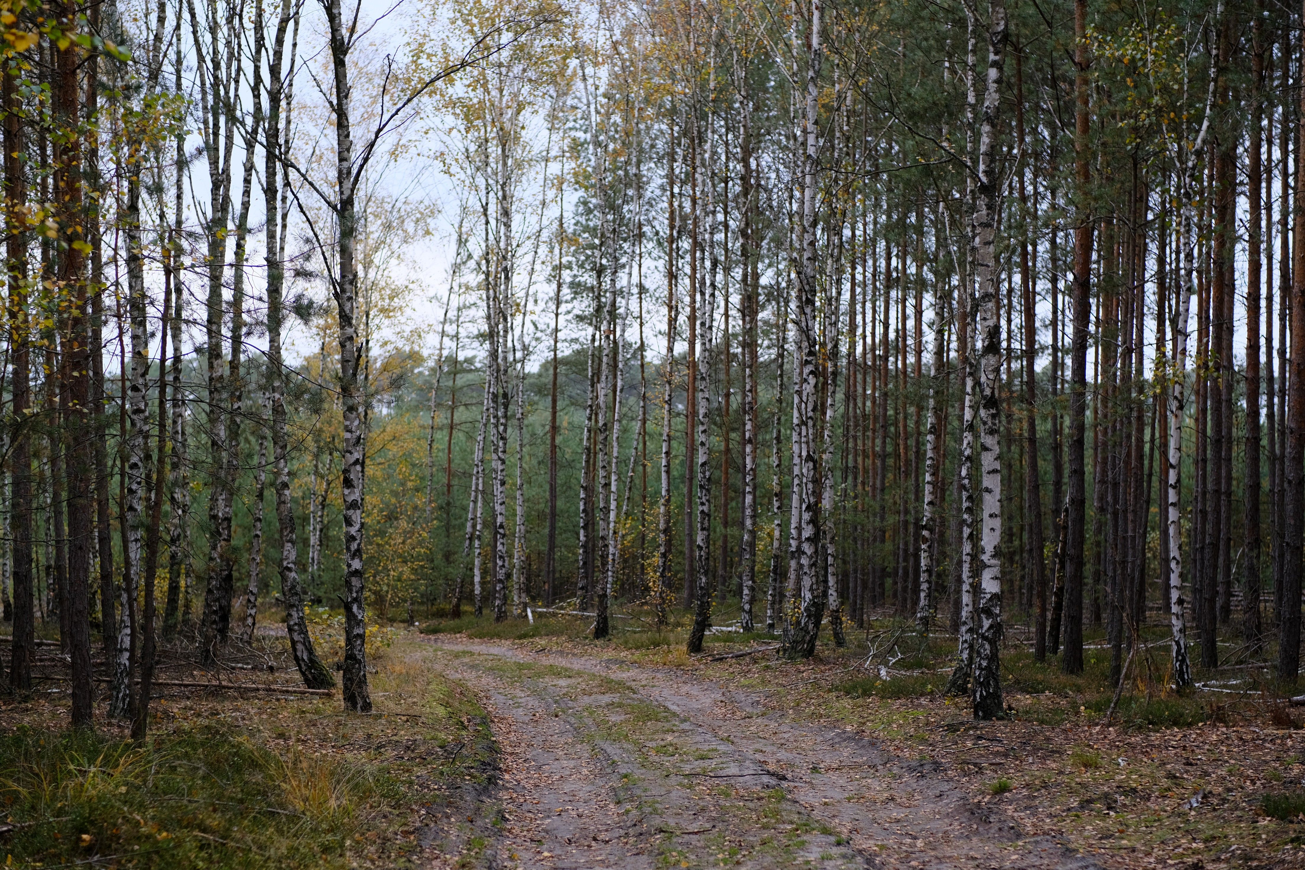 Serene Birch Forest Path in Autumn · Free Stock Photo