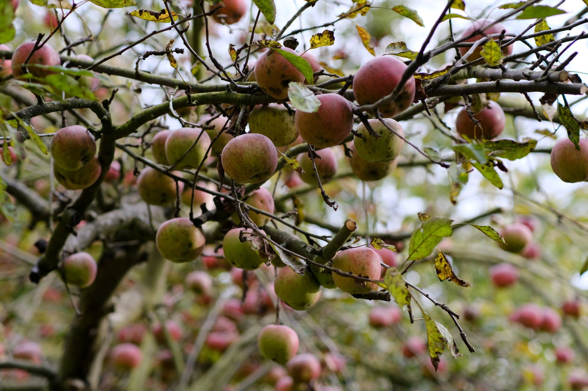 Wassailing the Apple Trees