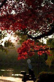 Sunlit red maple leaves hanging over a quiet park setting in autumn.
