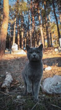 A serene grey cat stands in a sun-dappled forest clearing, capturing the calm of nature.