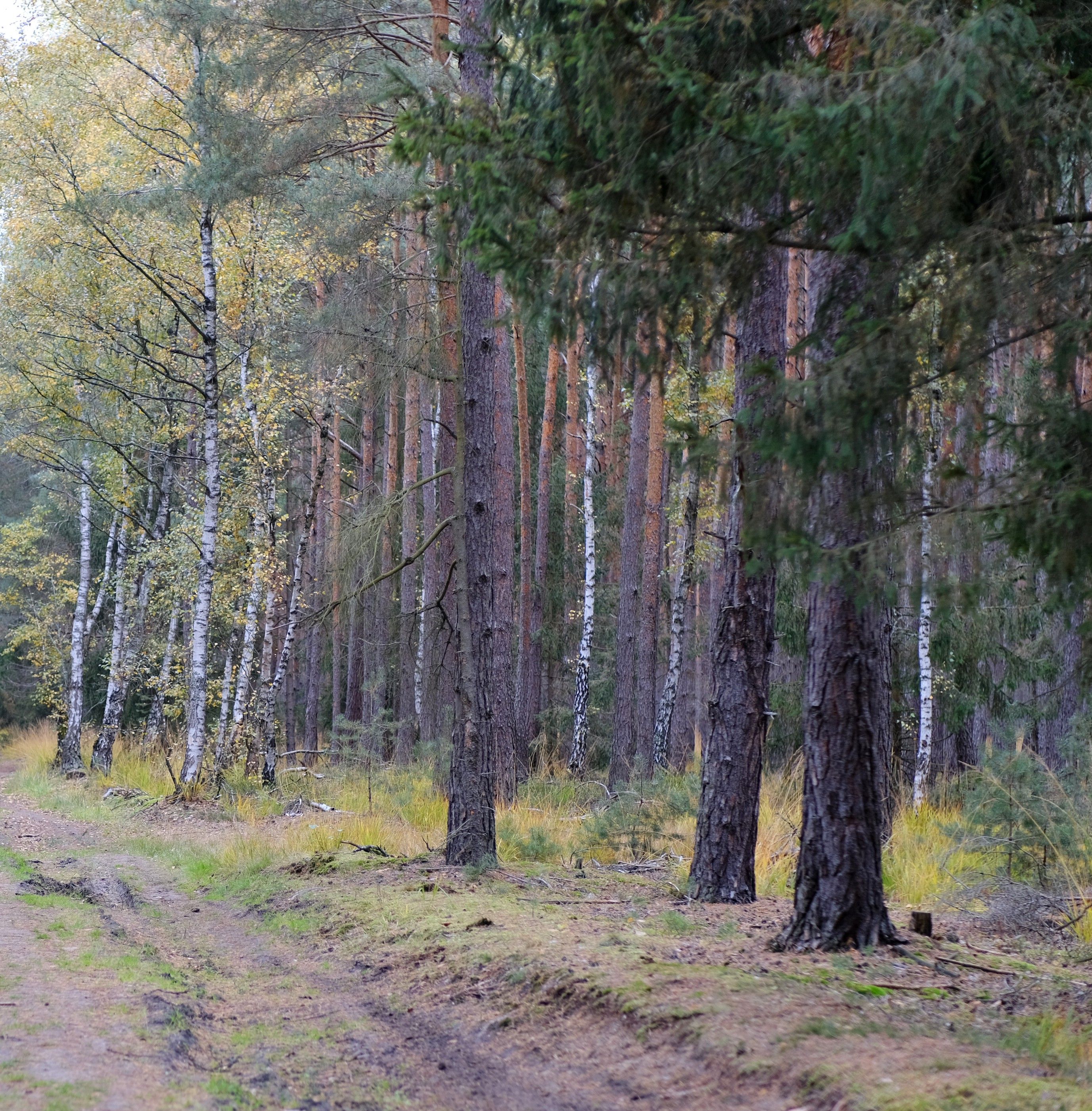 Serene Autumn Forest Path in Warszawa · Free Stock Photo