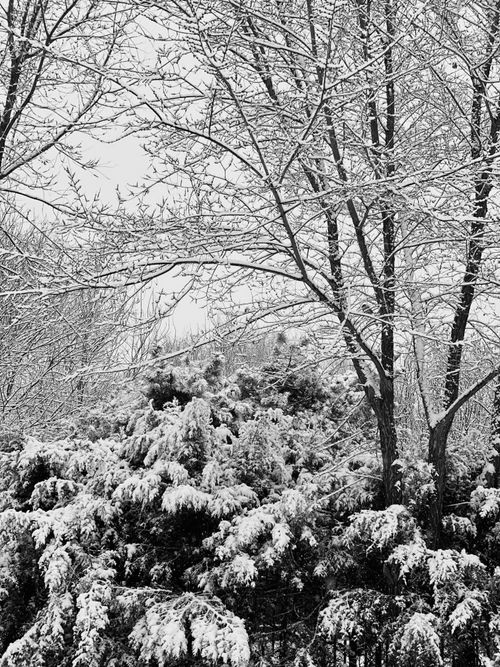 Free A serene black and white photograph of snow-capped trees in a winter landscape. Stock Photo