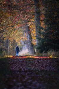 Walker in woodland by Felix on Pexels