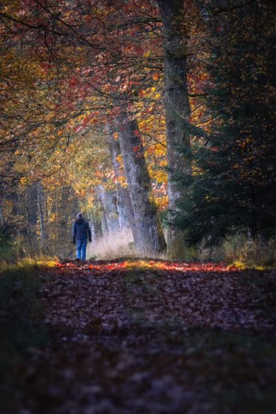 Walker in woodland by Felix on Pexels