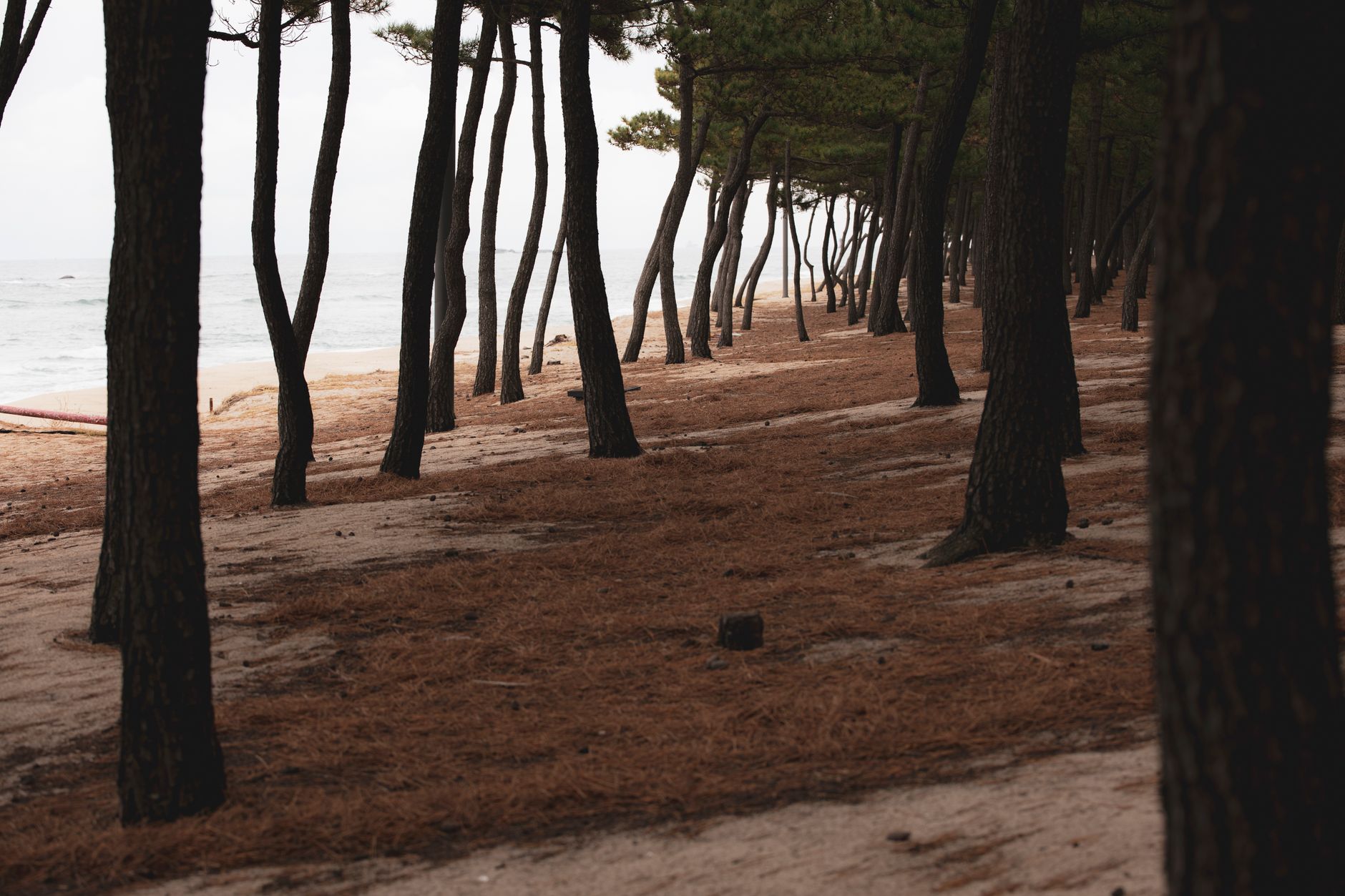Peaceful pine forest along Sokcho Beach, South Korea, offering a serene natural retreat.