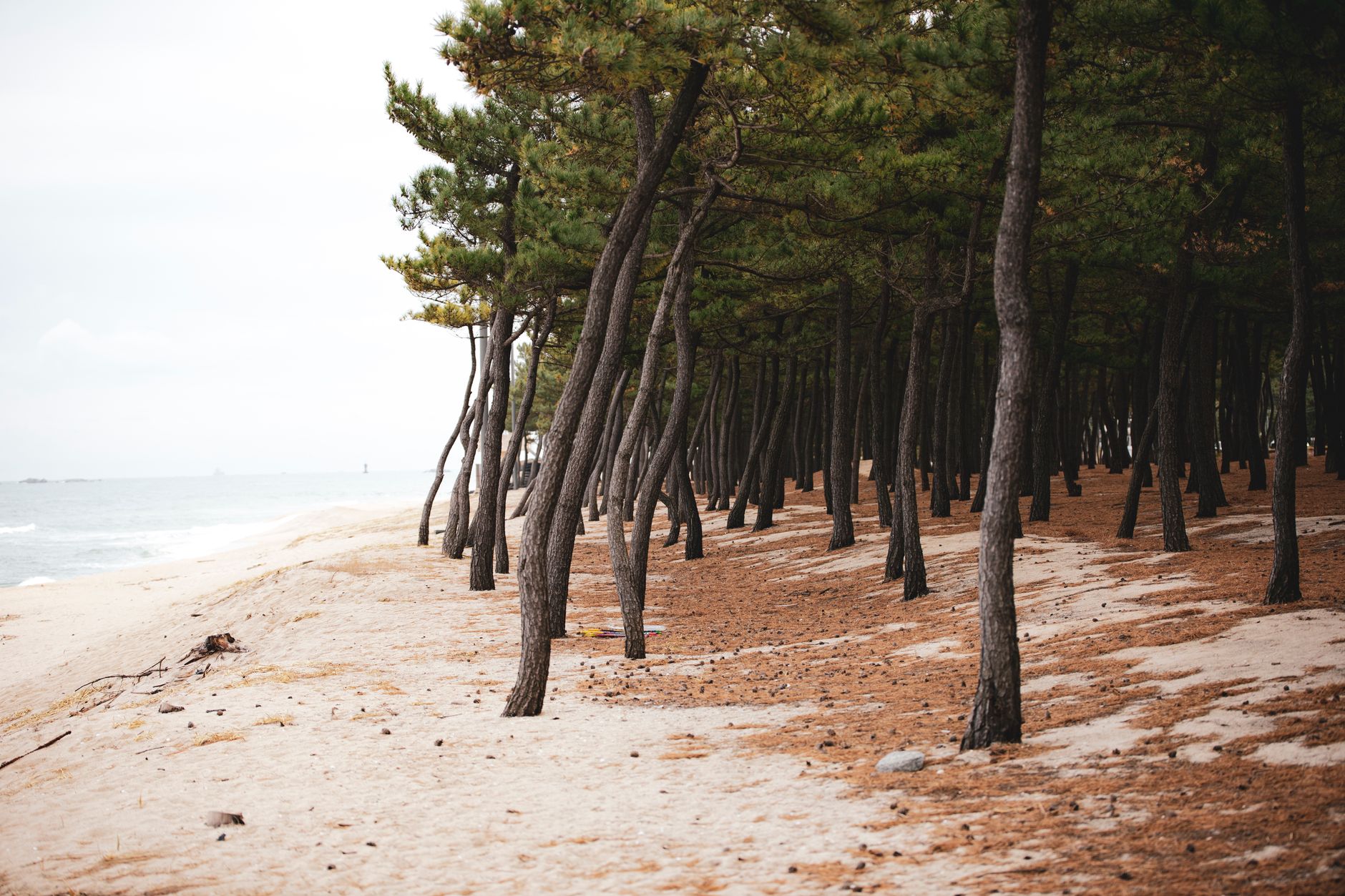 Tranquil pine forest along the sandy shoreline in Gangneung, South Korea.