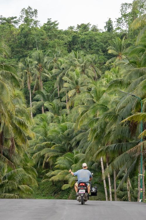 Free Motorcyclist on a tropical road flanked by lush coconut trees in Caraga, Philippines. Stock Photo