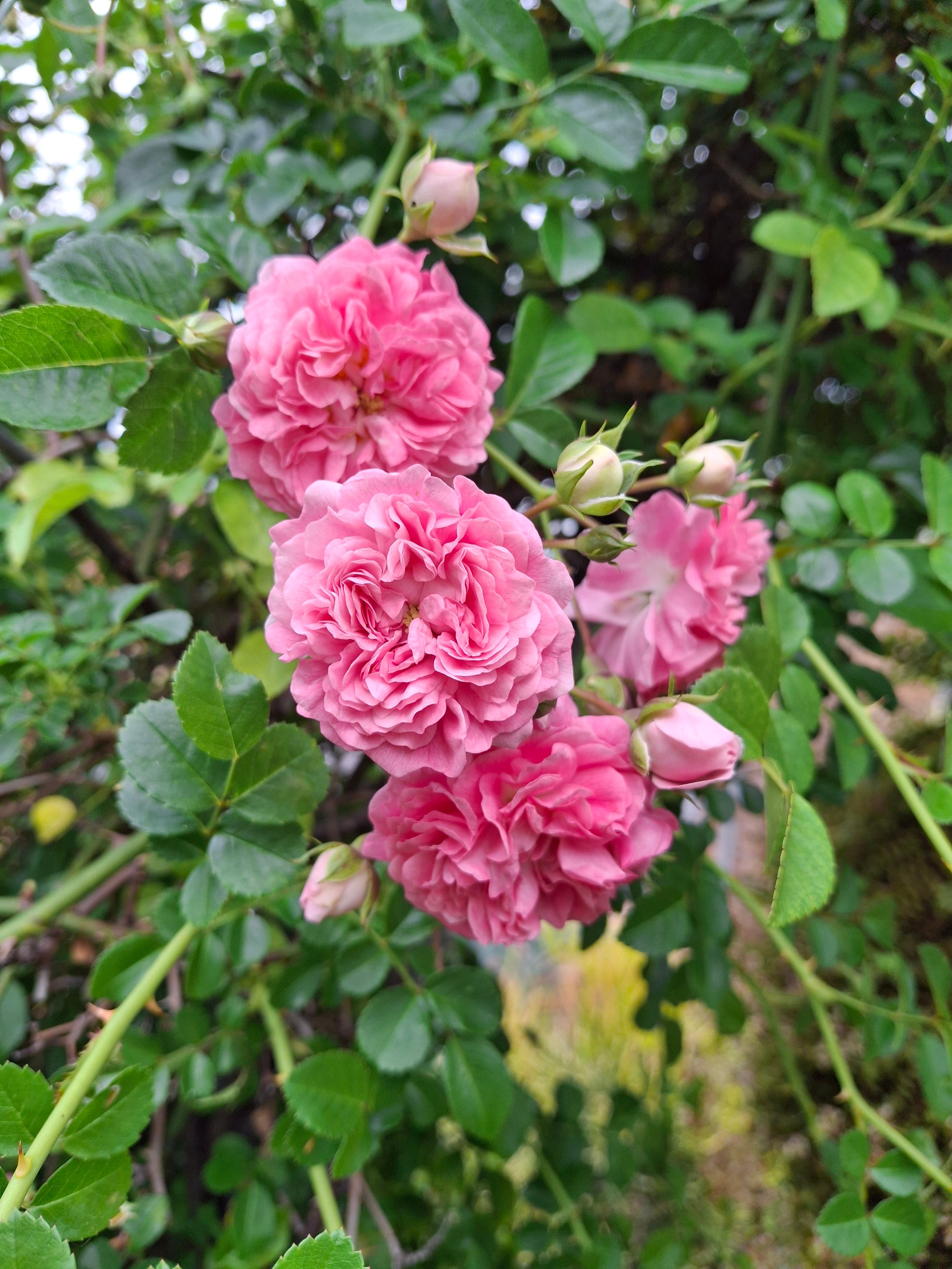 Vibrant Pink Roses Bloom in Lush Garden · Free Stock Photo