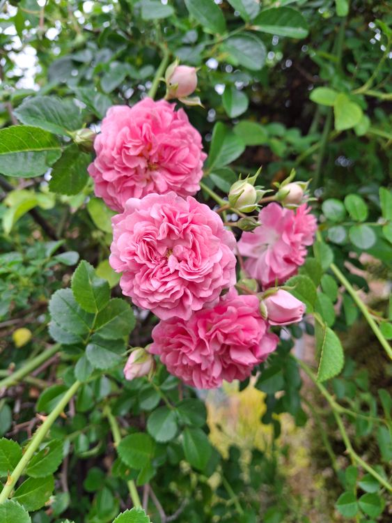 Lusuh Roses Vibrant Pink Roses Bloom in Lush Garden · Free Stock Photo