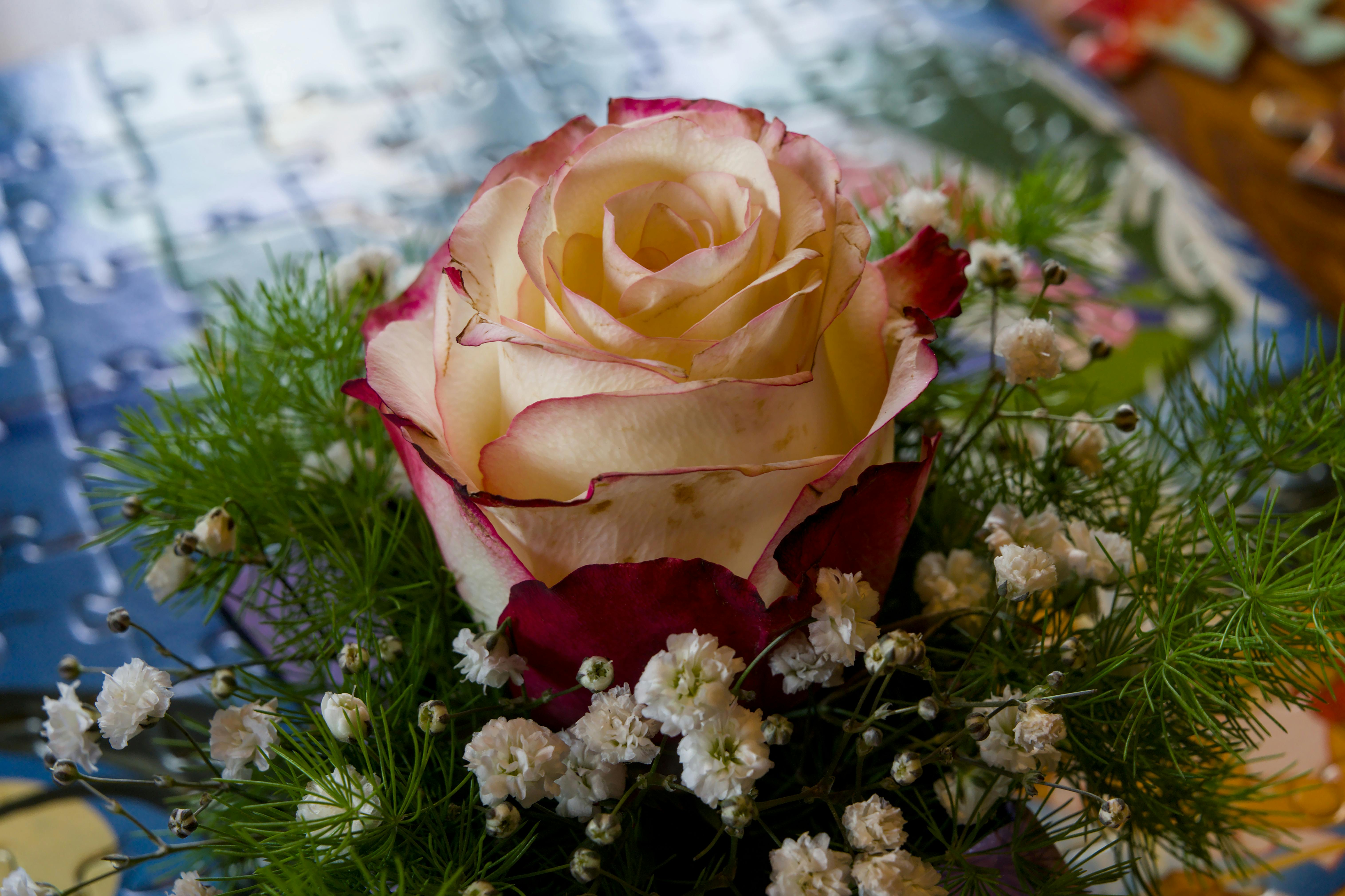 A Forbidden Fragrance Revealed: The Key to Euphoria