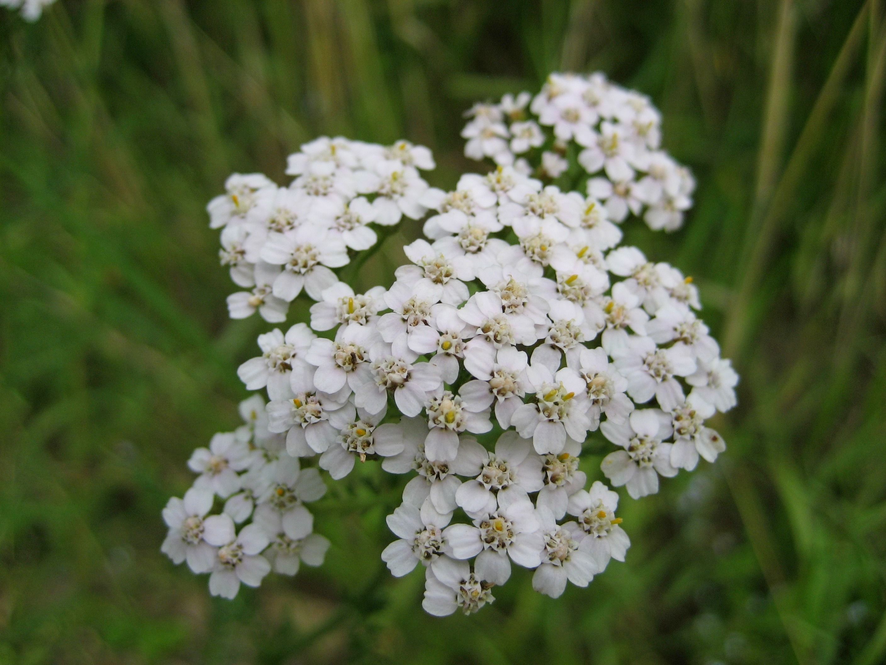 Yarrow wildflower
