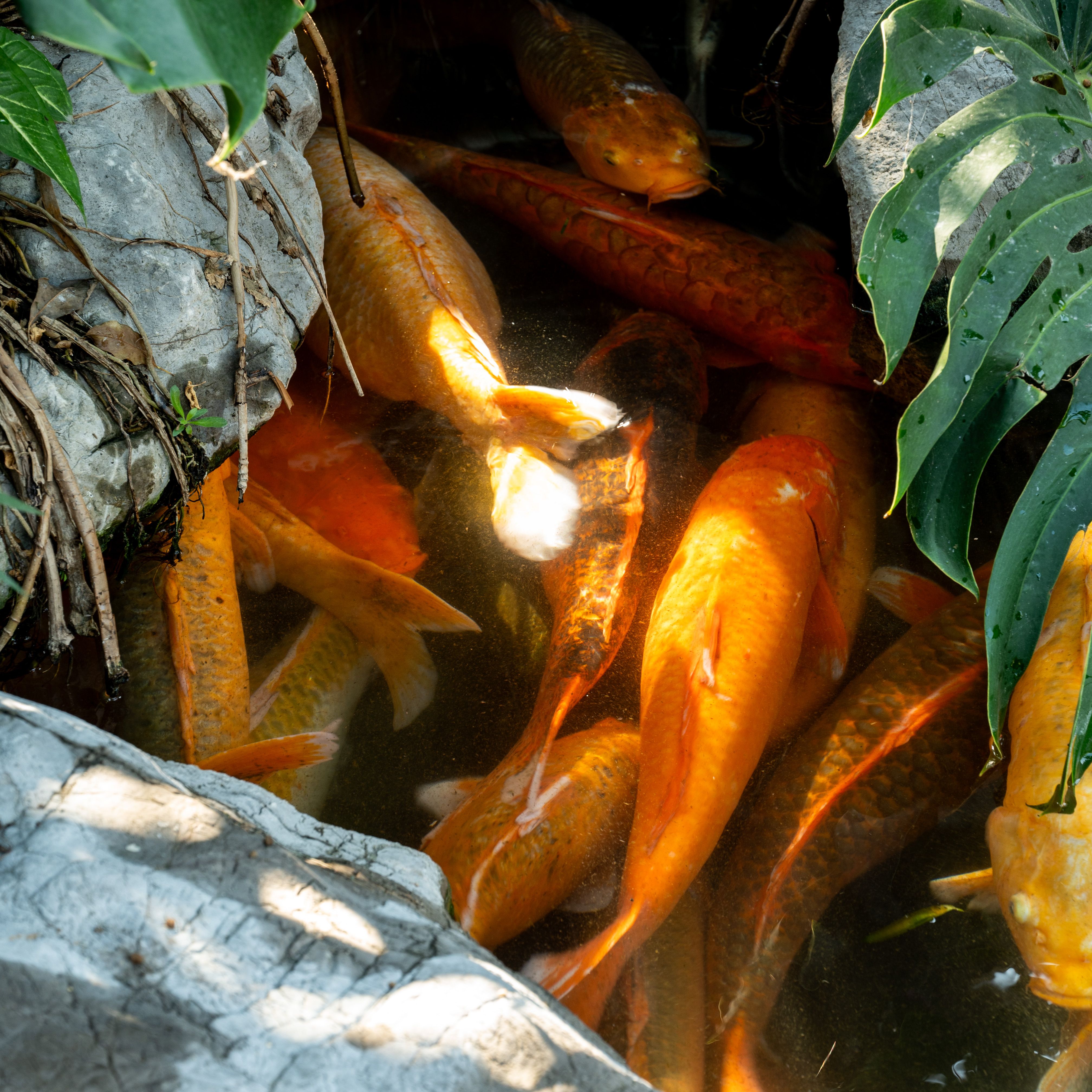 Vibrant orange koi fish swimming in a rocky pond, surrounded by lush green foliage.