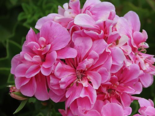 Free Close-up of pink geranium flowers in full bloom, showcasing vibrant petals in a Sydney garden. Stock Photo