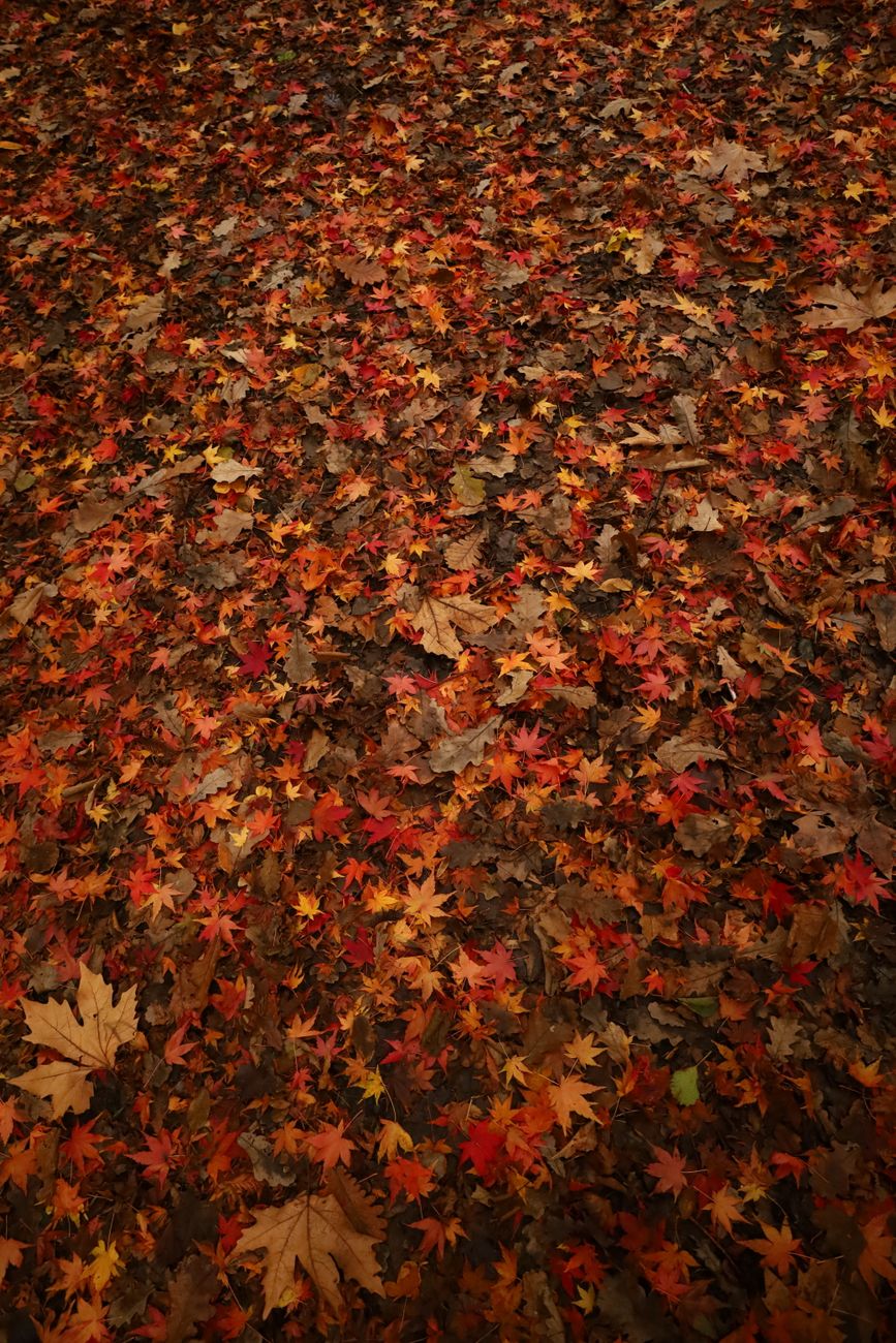Vibrant autumn leaves covering the ground in İstanbul's scenic outdoor setting.. vibrant, autumn, leaves