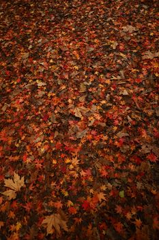 Vibrant autumn leaves covering the ground in İstanbul's scenic outdoor setting.. vibrant, autumn, leaves