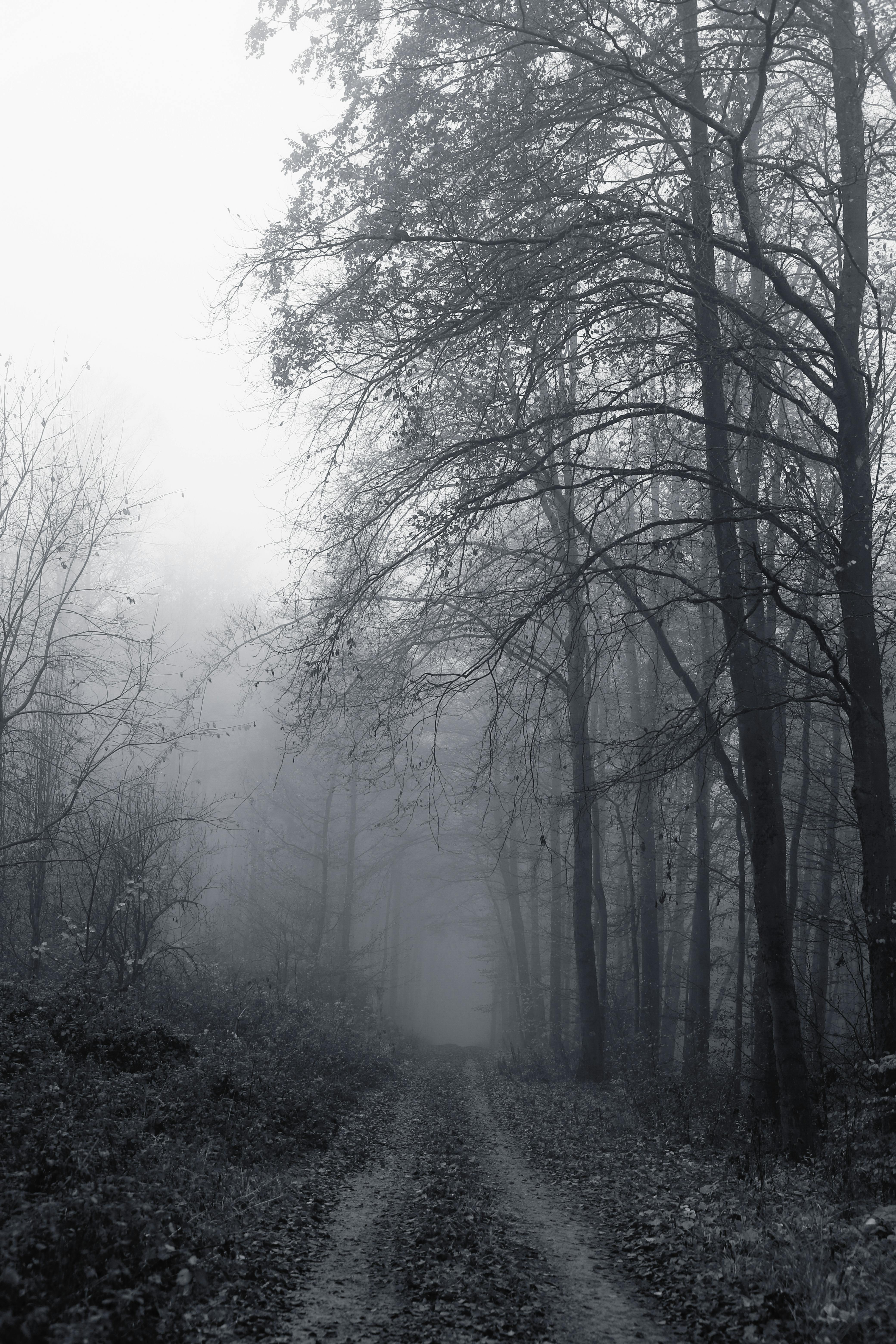 A foggy forest path surrounded by tall trees, capturing a moody and serene atmosphere.